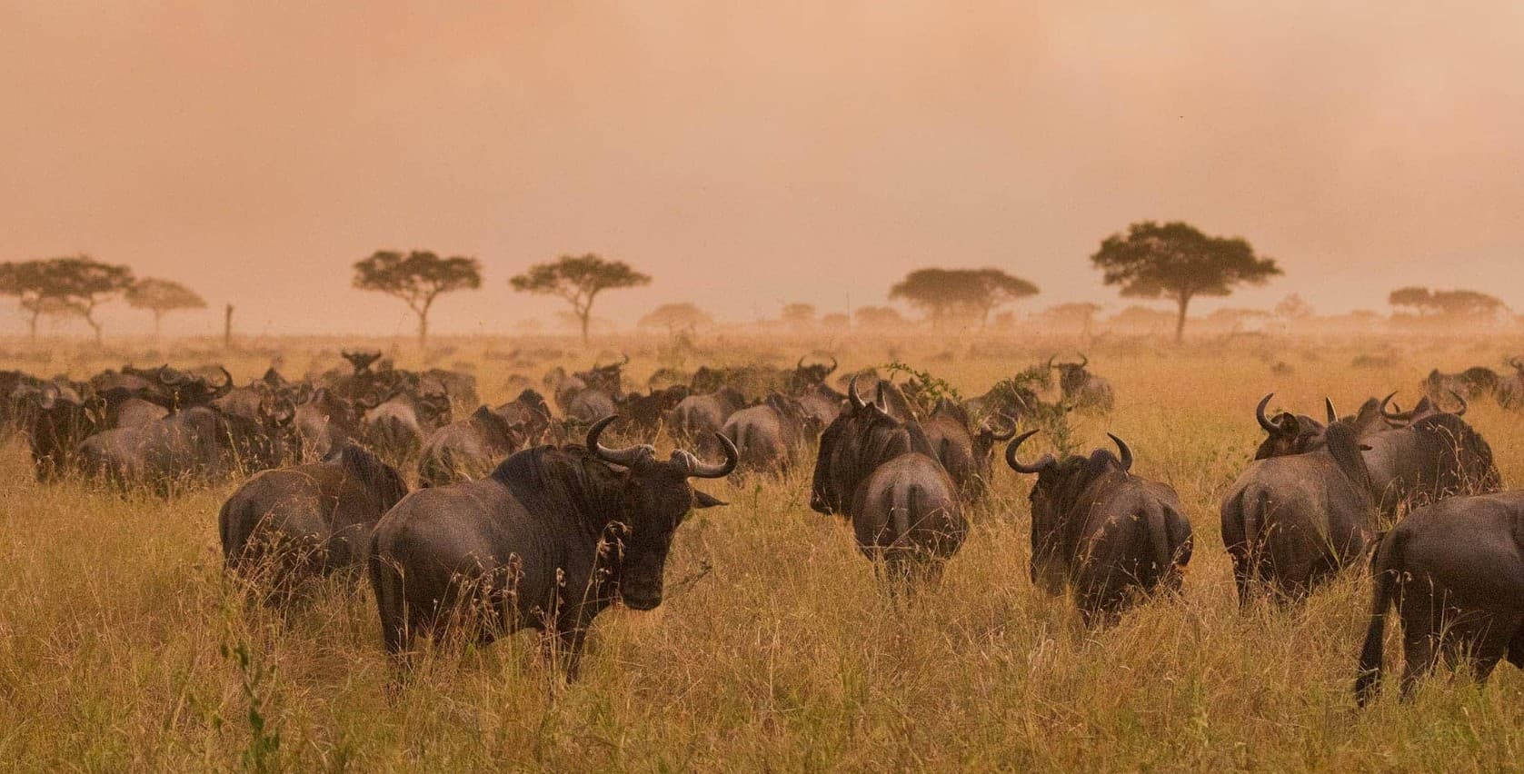 Tansania Safari